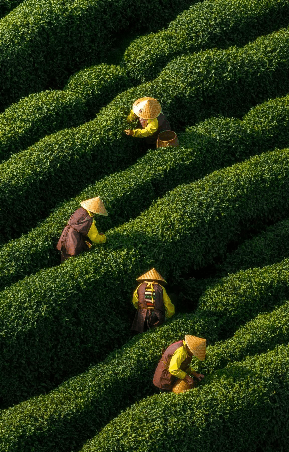 Tea Plantations
